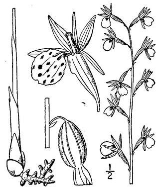 image of Corallorhiza wisteriana, Spring Coralroot, Wister's Coralroot