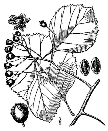 image of Crataegus calpodendron, Pear Hawthorn