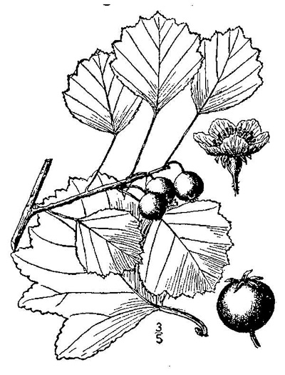 image of Crataegus margaretiae var. margaretiae, Margaret's Hawthorn, Fireberry Hawthorn