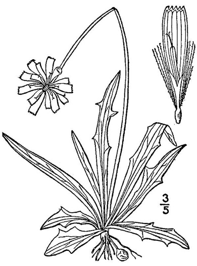 Krigia dandelion, Colonial Dwarf-dandelion, Potato Dwarf-dandelion