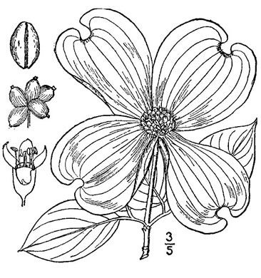 image of Benthamidia florida, Flowering Dogwood