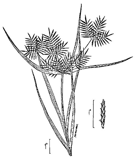 image of Cyperus odoratus var. odoratus, Fragrant Flatsedge