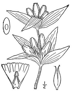 drawing of Gentiana andrewsii var. andrewsii, Prairie Closed Gentian, Closed Bottle Gentian