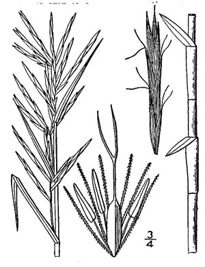 image of Dulichium arundinaceum var. arundinaceum, Threeway Sedge