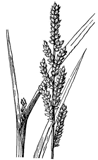 image of Echinochloa colonum, Jungle-rice