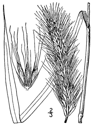 image of Elymus canadensis var. canadensis, Great Plains Wild-rye, Nodding Wild-rye, Canada Wild-rye