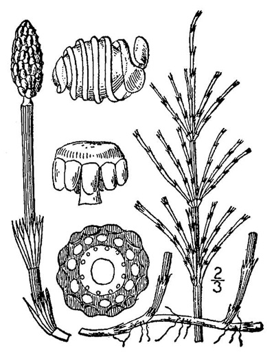 image of Equisetum arvense, Field Horsetail, Bottlebrush Horsetail