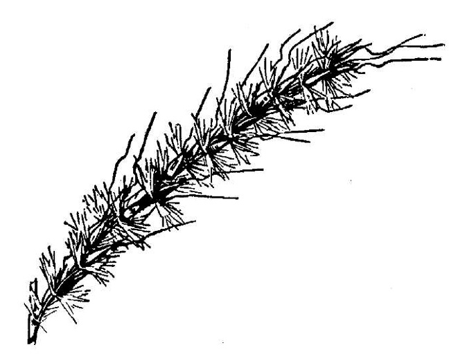 image of Erianthus contortus, Bent-awn Plumegrass