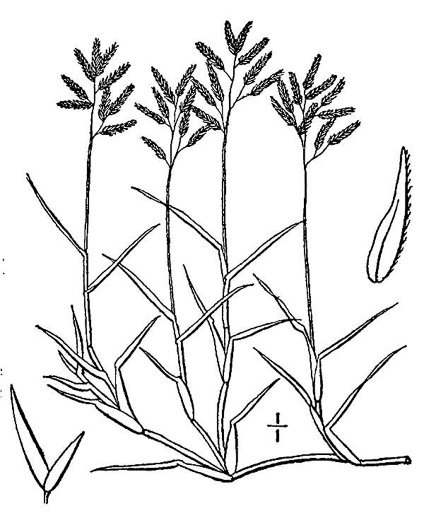 image of Eragrostis hypnoides, Creeping Lovegrass, Teal Lovegrass