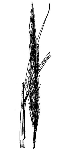 image of Erianthus strictus, Narrow Plumegrass