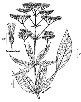 image of Eutrochium maculatum var. maculatum, Spotted Joe-pye-weed