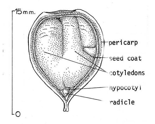 image of Fagus grandifolia +, American Beech