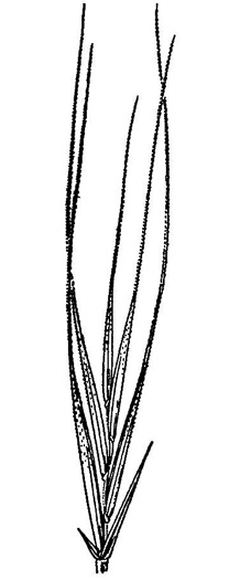 image of Festuca myuros, Rat-tail Fescue