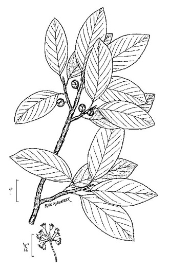 image of Frangula caroliniana, Carolina Buckthorn, Polecat-tree, Indian Currant, Indian-cherry