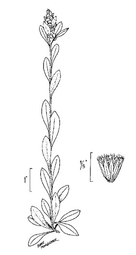 image of Gamochaeta argyrinea, Silvery Cudweed, Silvery Everlasting