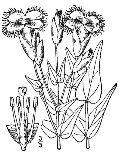 image of Gentianopsis crinita, Eastern Fringed Gentian, Greater Fringed Gentian