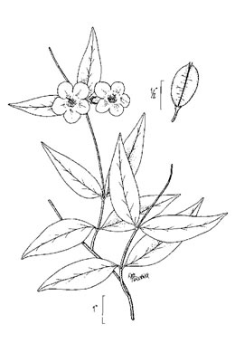 drawing of Gelsemium rankinii, Swamp Jessamine