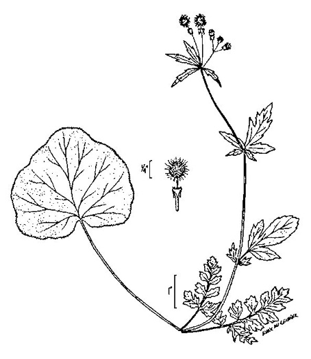 image of Geum vernum, Spring Avens, Heartleaf Avens