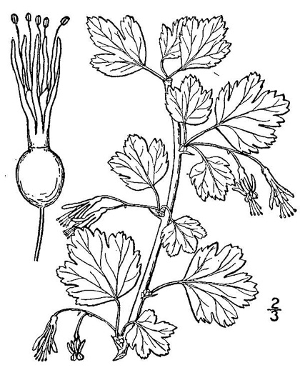 image of Ribes rotundifolium, Roundleaf Gooseberry, Appalachian Gooseberry