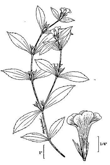 image of Gratiola virginiana, Roundfruit Hedge-hyssop, Virginia Hedge-hyssop