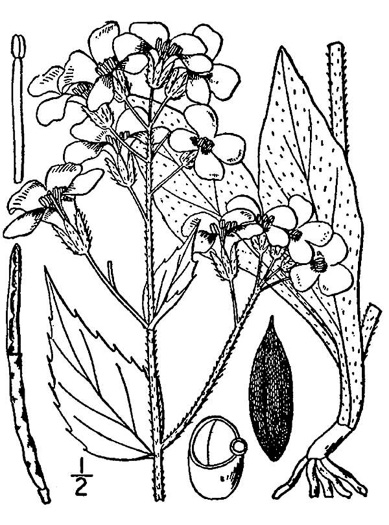 Hesperis matronalis, Dame's Rocket