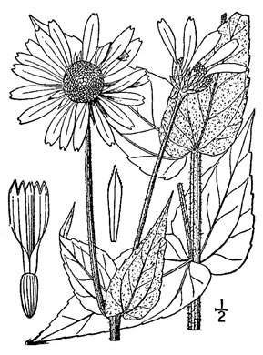 image of Helianthus mollis, Downy Sunflower, Ashy Sunflower, Gray Sunflower