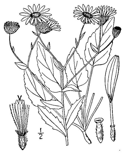 image of Heterotheca subaxillaris, Camphorweed