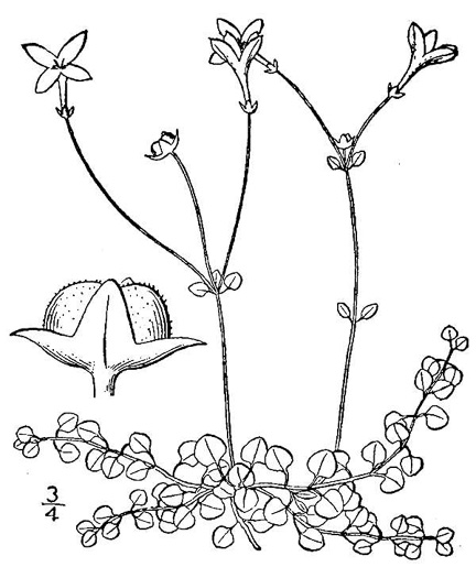 image of Houstonia serpyllifolia, Thymeleaf Bluet, Appalachian Bluet, Prostrate Bluet, Marsh Bluet