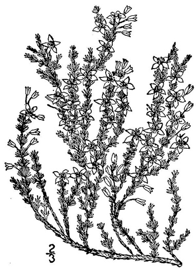 image of Hudsonia ericoides, Northern Golden-heather