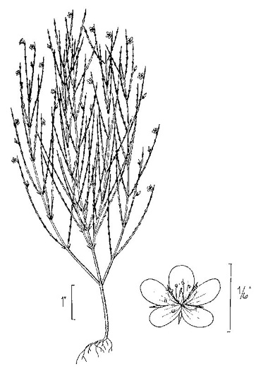 image of Hypericum gentianoides, Pineweed, Orange-grass, Orangeweed