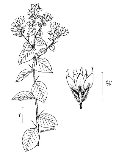 image of Hydrolea ovata, Ovate False Fiddleleaf, Blue Waterleaf, Hairy Hydrolea, Ovate Fiddleleaf