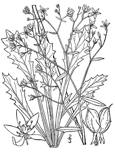 image of Micranthes petiolaris var. petiolaris, Michaux's Saxifrage, Cliff Saxifrage