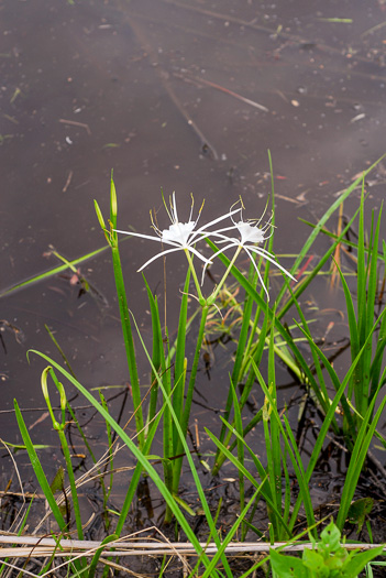 image of Hymenocallis pygmaea, Pygmy Spiderlily, Waccamaw Spiderlily, dwarf spiderlily