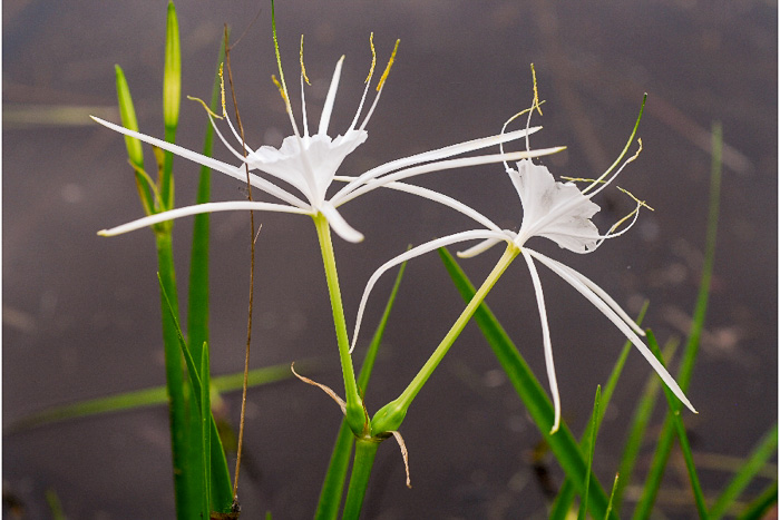 image of Hymenocallis pygmaea, Pygmy Spiderlily, Waccamaw Spiderlily, dwarf spiderlily