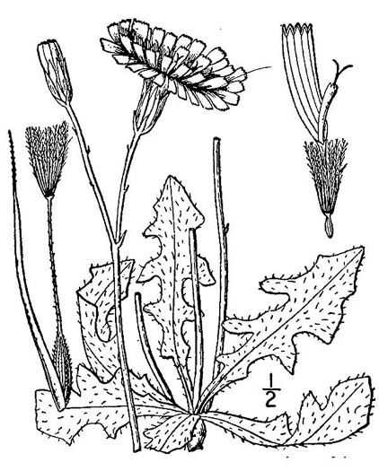 drawing of Hypochaeris radicata, Hairy Cat's-ear, Spotted Cat's-ear, Cat's Ear Dandelion