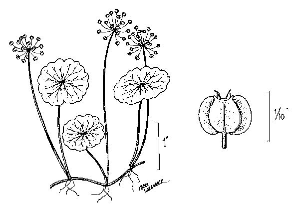 image of Hydrocotyle umbellata, Marsh Water-pennywort, Manyflower Marsh-pennywort