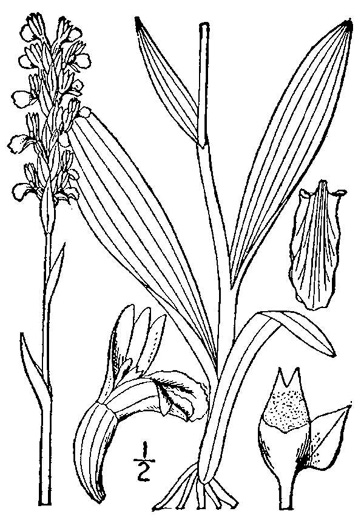 image of Spiranthes lucida, Shining Ladies'-tresses