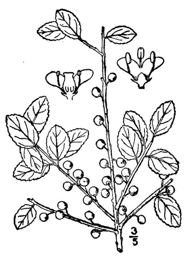 image of Ilex vomitoria, Yaupon Holly, Yaupon