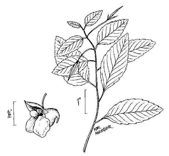 image of Impatiens pallida, Pale Jewelweed, Pale Touch-me-not, Yellow Jewelweed, Yellow Touch-me-not