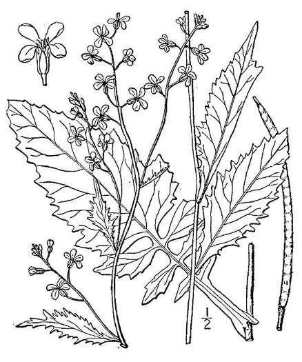 drawing of Iodanthus pinnatifidus, Purple Rocket