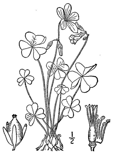 image of Oxalis violacea, Violet Wood-sorrel