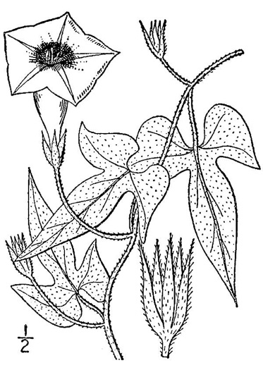 drawing of Ipomoea cordatotriloba var. cordatotriloba, Coastal Morning Glory, Tie-vine, Cotton Morning Glory