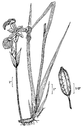 image of Iris versicolor, Northern Blue Flag, Larger Blue Flag, Poison Flag, harlequin blueflag