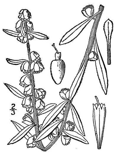 image of Iva imbricata, Seashore Elder, Dune Marsh-elder, Seacoast Marsh-elder