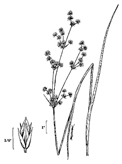 image of Juncus canadensis, Canadian Rush