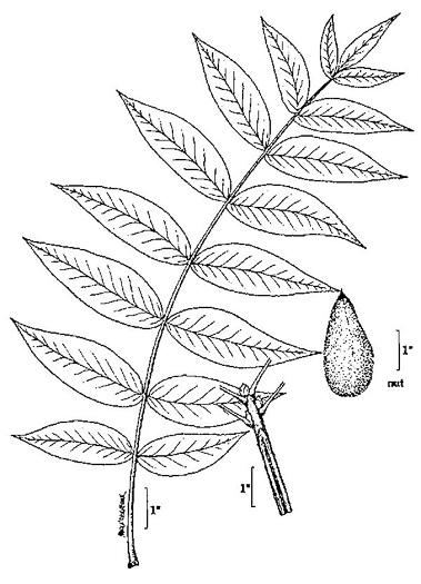 image of Juglans cinerea, Butternut, White Walnut