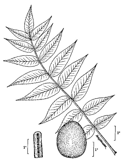 image of Juglans nigra, Black Walnut