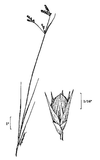 image of Juncus secundus, Lopsided Rush, Secund Rush