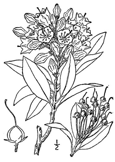 image of Kalmia latifolia, Mountain Laurel, Ivy, Calico-bush, Mountain Ivy