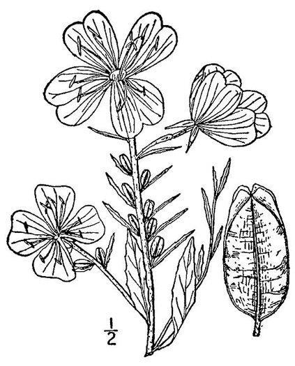 image of Oenothera fruticosa var. fruticosa, Narrowleaf Sundrops